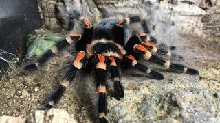 Tarantula Molting Time Lapse  Brachypelma Auratum  Mexican Flame Knee Tarantula Molting [upl. by Gorlin]