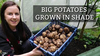 Harvesting Potatoes Grown in Shade  Veg That Grows in Shade [upl. by Evreh]