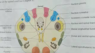 accessory cuneate nucleus explained BDCSIMPLIFIED [upl. by Enehpets]