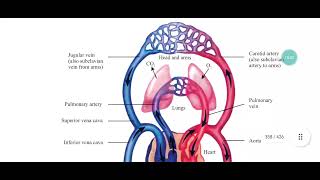 Vasoconstriction Vasodilation Role of precapillary sphincter in regulating flow of blood [upl. by Livvie993]