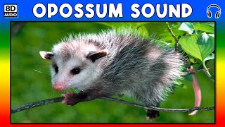 🦡 OPOSSUM SOUND  OPOSSUM SOUND EFFECT  SOUND OF OPOSSUM  NOISE OF OPOSSUM [upl. by Saire]