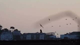 Whitetailed Eagle pair hunting over Brownsea Lagoon at dawn  171123  Nicki Tutton [upl. by Atinyl922]