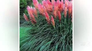 Cortaderia  garden plants [upl. by Lorak]