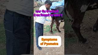 symptoms of Pyometra in cowSANSANIWALDAIRYFARMFarjanaDrawingAcademyfarmingleaderOfficial [upl. by Riess]