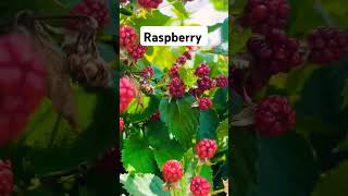 raspberry garden farming shorts [upl. by Aserret]