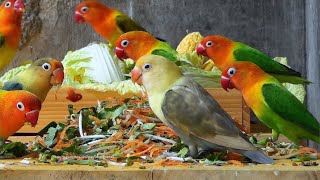 Lovebird Meal Time  January 2023  New Wooden Table and Wooden Tray [upl. by Dinerman]