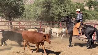 Corridas en el Rancho “el Pozo” cerca de Mascareña Sonora Mexico🌵 pura VIDA VAQUERA 🤠🐮 [upl. by Alison]