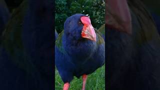 Takahe A New Zealand Bird Back from the Brink of Extinction takahe birds wildanimals asgeowild [upl. by Naol]