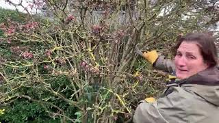 Pruning shrubs that flower on previous seasons growth  Viburnum x bodnantense Dawn [upl. by Nilde712]