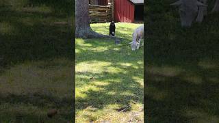 two sheep eating sheep animal animals toronto trending viral shortsviral vlog [upl. by Gannes725]