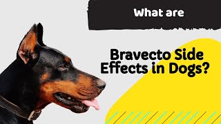 What are Bravecto Side Effects in Dogs a MUST KNOW Information for Dog Owners [upl. by Aivart46]