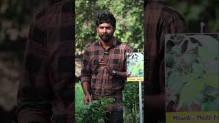 Miswak Plants  Mouth Freshener Plants  Miswak In Telugu  Kadiyam Abbai  Shorts  235 [upl. by Ayadahs]