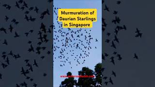 Murmuration of Daurian Starlings in Singapore birds environment wildlife birdslover singapore [upl. by Neom]