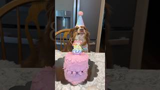 Happy Dog Smiles During Her Birthday Party [upl. by Leesa]