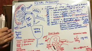 Renal physiology Made easy [upl. by Nwotna883]