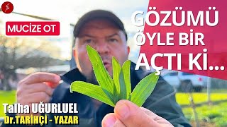 MUCİZE OT  GÖZÜMÜ ÖYLE BİR AÇTI Kİ  DAMAR OTU  SİNİR OTU  Talha Uğurluel [upl. by Elletse]