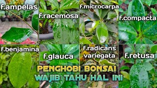 MENGENAL JENIS JENIS BERINGIN UNTUK DI JADIKAN BONSAI [upl. by Yreffoeg968]