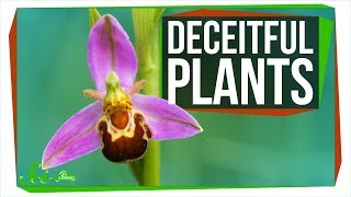 8 Crafty Plants That Have Mastered Deceit [upl. by Fahey]