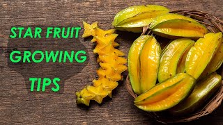 Star Fruit Growing TIps [upl. by Woody410]