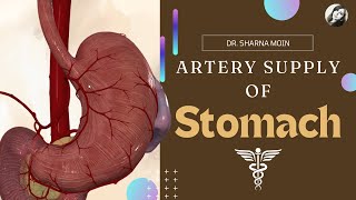 05 Artery Supply of Stomach  Stomach Anatomy [upl. by Mosier]