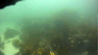 Spearfishing Cronulla  Shark Island [upl. by Enerahs]