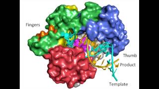 Virology Lecture Picornaviruses [upl. by Ynolem]