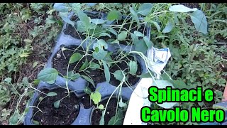 Spinaci e Cavolo Nero Consociazione ortovlog [upl. by Attenborough]