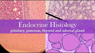 Endocrine histology [upl. by Virginia]