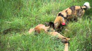 Wild Dog darting [upl. by Alston]