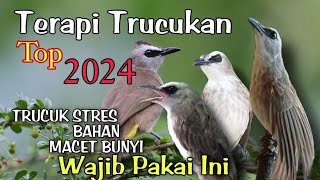 Terapi TRUCUKAN STRES  Terapi Trucuk MACET BUNYI biar cepat gacor dan ropel [upl. by Thibault748]