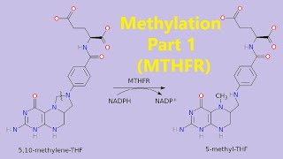 Methylation  Part 1 MTHFR  MTHFR KETO CARNIVORE [upl. by Derward220]