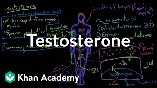 Testosterone  Reproductive system physiology  NCLEXRN  Khan Academy [upl. by Rednirah390]