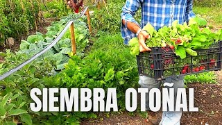 Siembra otoñal en la huerta familiar más sucesión de cultivos [upl. by Eseilenna]