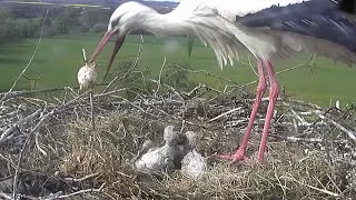 Über das letzte Ei20230506Storchennest Lindheim [upl. by Peggy]