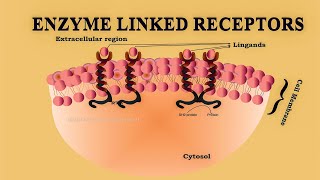 Enzyme Linked Receptors  Transmembrane Enzyme Linked Receptors [upl. by Dannica]