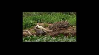 Jaguar hunting a Yacare Caiman wildlife caiman jaguar [upl. by Llewen]