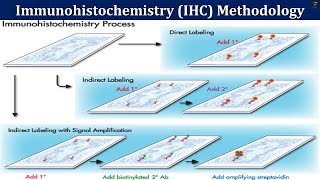 Immunohistochemistry IHC Methodology  Principle and Key Steps in IHC Methodology [upl. by Fedora]