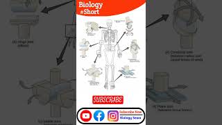 Anatomy of Joints  Human body all Joints [upl. by Longley]