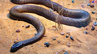 Most Venomous Snake in The World😲  Inland Taipan in Hindi  TUC [upl. by Halli]