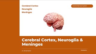 Histology of the Cerebral Cortex and Neuroglia [upl. by Gerardo]