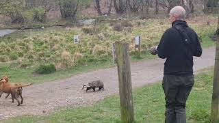 Badger Seen Chasing Dogs and People in Broad Daylight at UK Woods [upl. by Taite]