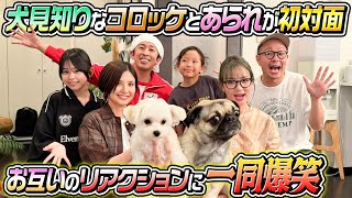 【衝撃の初対面】犬見知りのコロッケとあられが初対面！お互いのリアクションが… [upl. by Seem934]