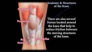 Anatomy amp Structures Of The Knee  knee pain  Everything You Need To Know  Dr Nabil Ebraheim [upl. by Timmons]