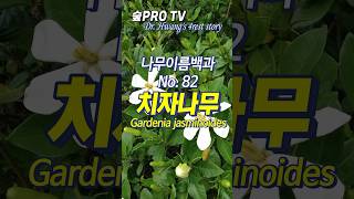 치자나무 이름 유래와 특징 치자나무 Gardeniajasminoides 방향수 [upl. by Artemisa250]