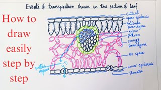 How to Draw labelled Diagram of Transpiration through leaves in plants in easy way [upl. by Abdu]