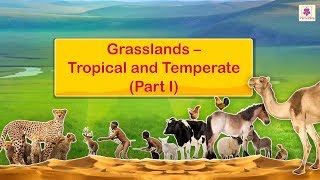 Grasslands  Tropical and Temperate  Social Studies For Grade 5  Periwinkle [upl. by Monte568]