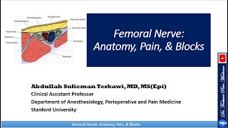 Femoral nerve Anatomy Pain Block and Treatment [upl. by Thirion963]