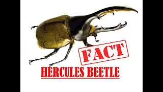 Facts about Hercules Beetle [upl. by Fishman]