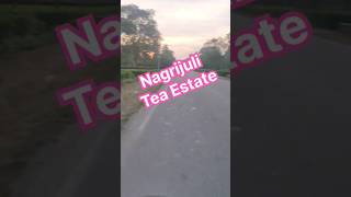 Nagrijuli Tea Estate Tamulpur District TeaEstate nagrijuli newshorts [upl. by Pilif]