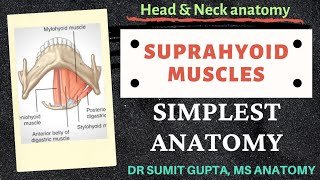 SUPRAHYOID MUSCLES  Origin  Insertion  Nerve supply  Action [upl. by Durarte551]